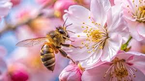 How To Set Up Your First Beehive