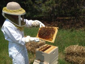 How To Set Up Your First Beehive